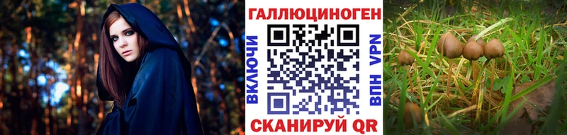 Купить Строитель Псилоцибиновые грибы Psilocybe